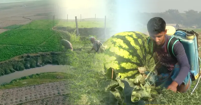 ফেনীর চরাঞ্চলে চাষ হচ্ছে তরমুজ চাষ